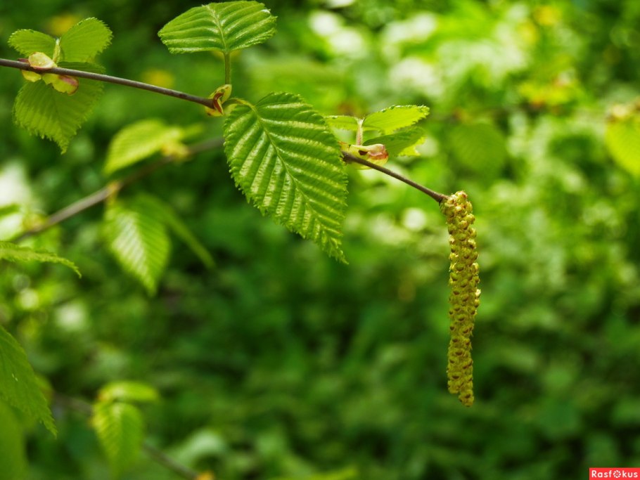 Ивы, ольха, лещина;