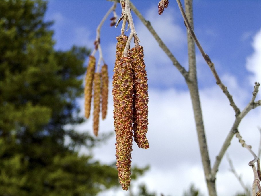 Сережки ольхи и орешника