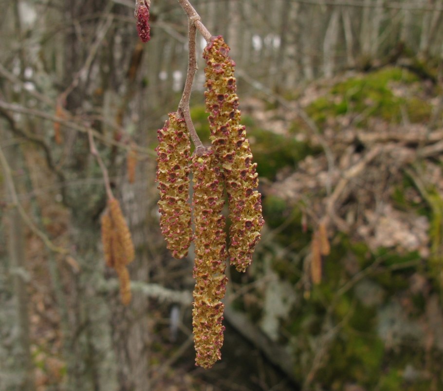 Соцветие ольхи
