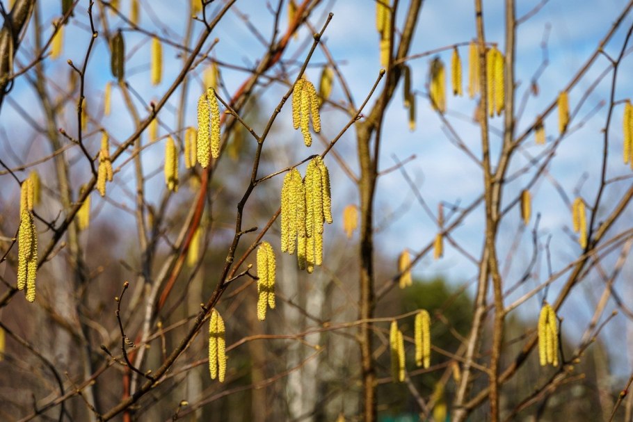 Иосиф Песнопевец, ольховые смотрины