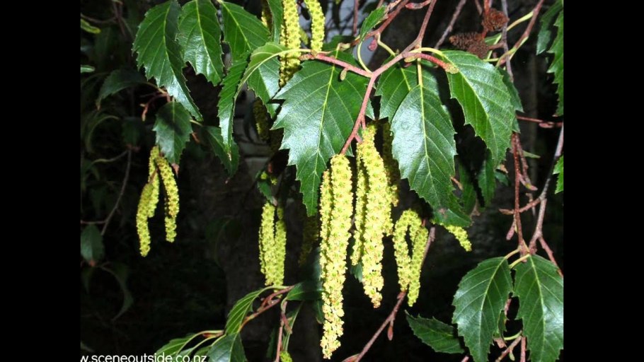 Ольха черная соплодие