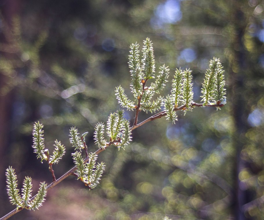 Ольха цветение