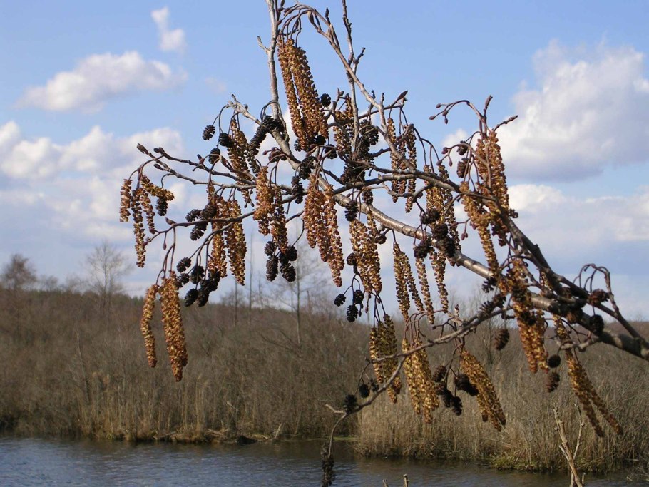 Ольха цветет