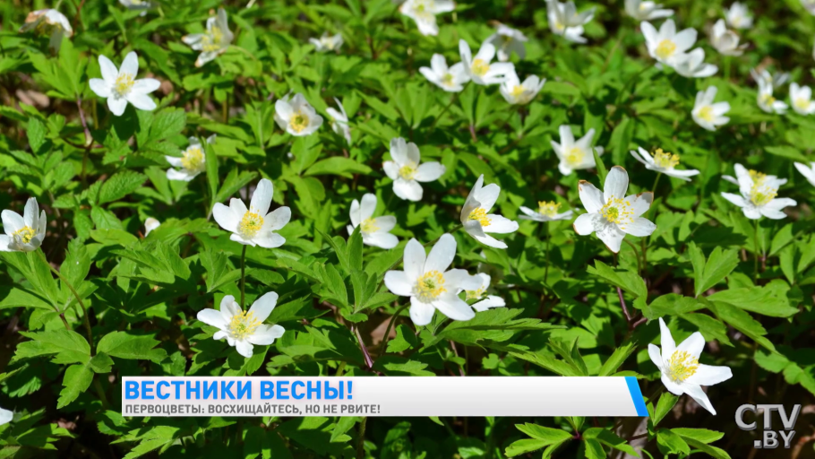 Ветреница Ботаническая