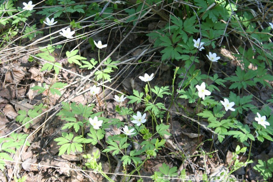 Анемона корневая