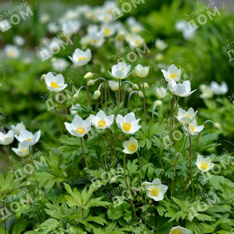 Как выглядит ветреница Дубравная