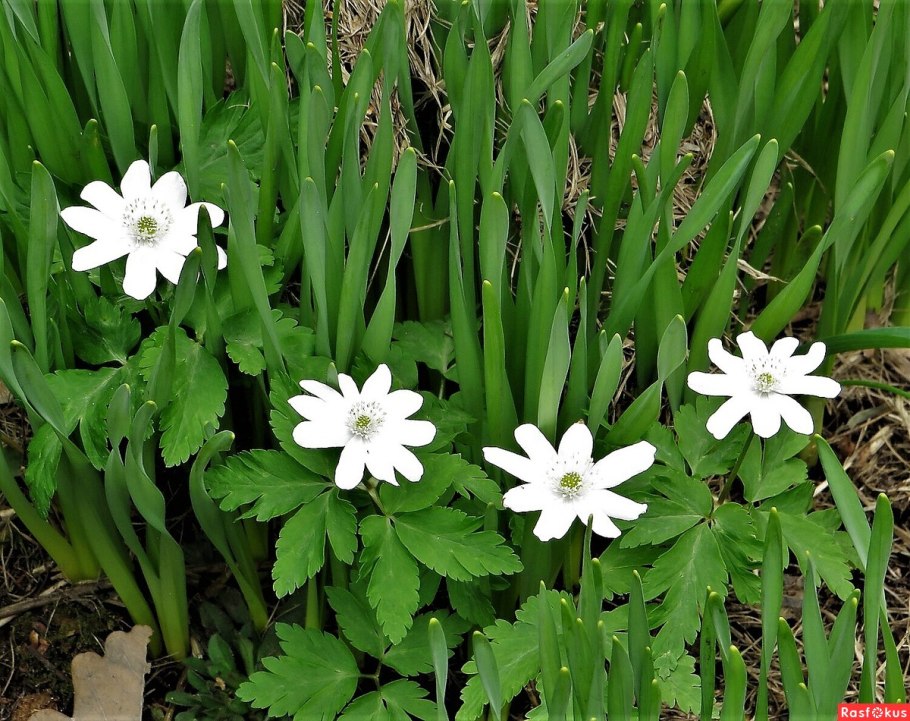 Подснежники