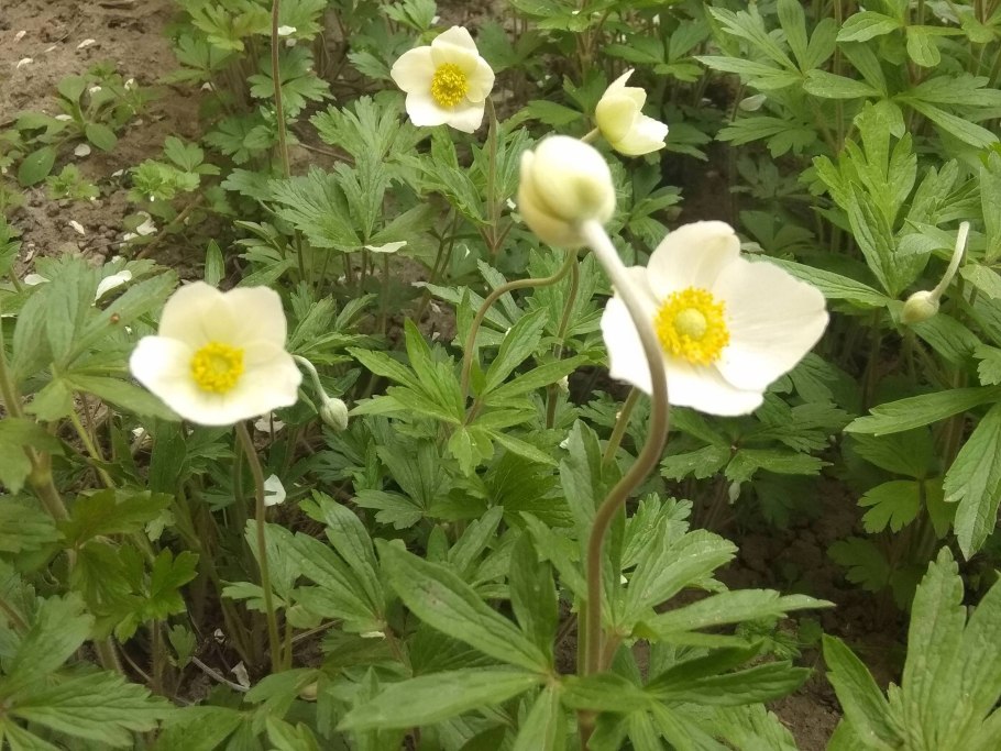 Ветреница лютиковая Дубравная