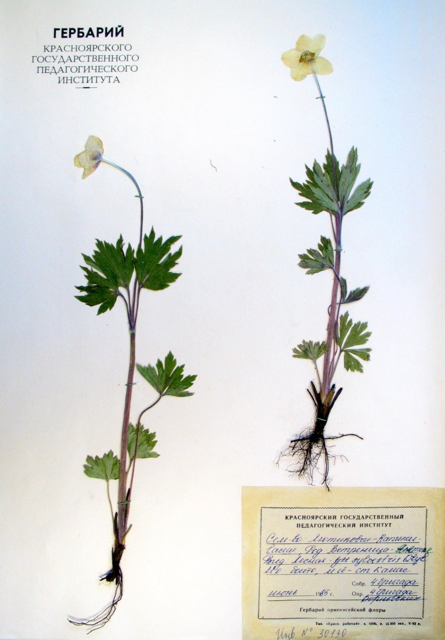 Ветреница лютиковая гербарий