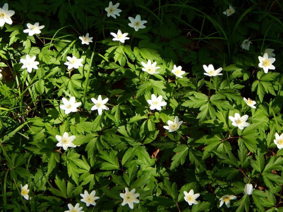 Анемона Левейля