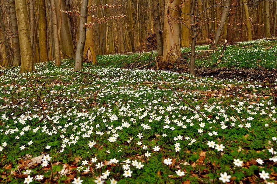 Ветреница Дубравная (Anemone nemorosa)