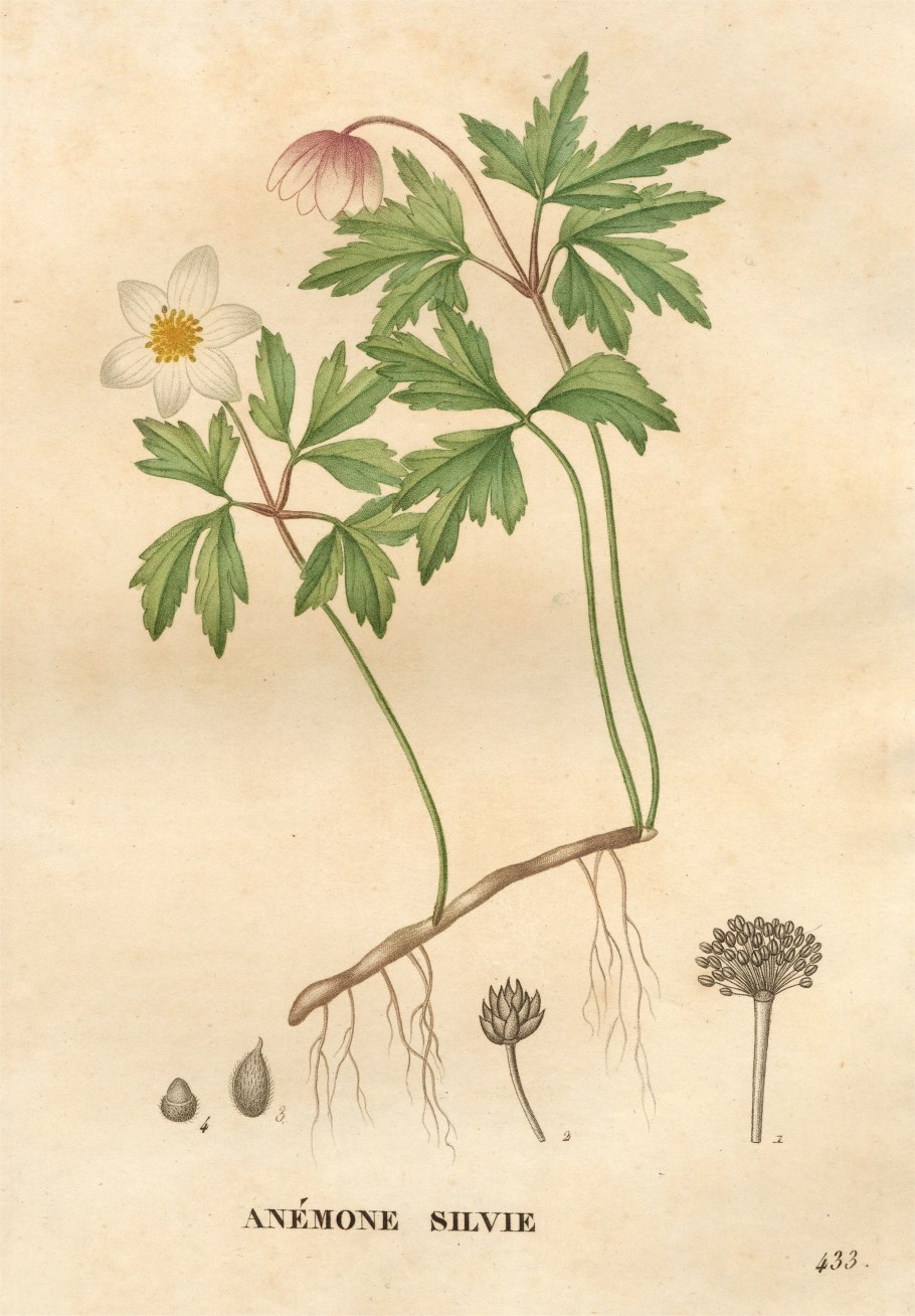 Ветреница Лесная гербарий