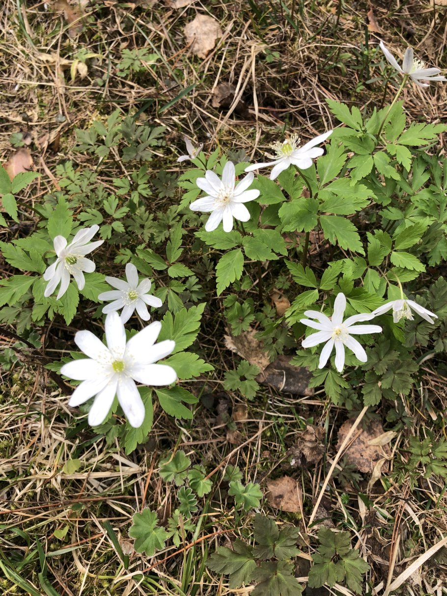Е́треница лес-ная (Anemone Sylvestris)