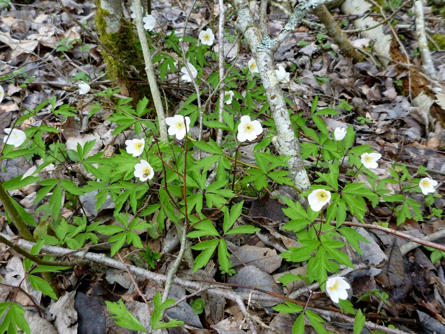 Алефиров а н череда