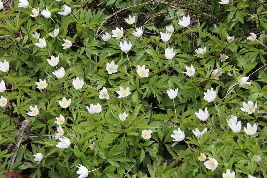 Анемона trullifolia