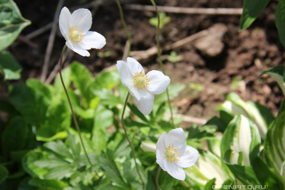Ветреница Наскальная