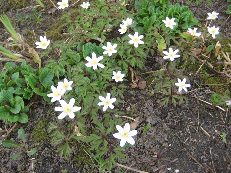 Буковый лес ветреница Дубравная Украина