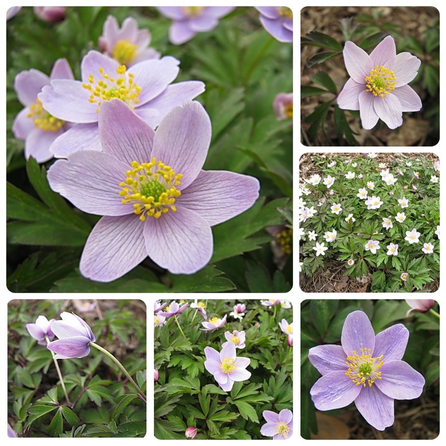 Ветреница Лесная поверья