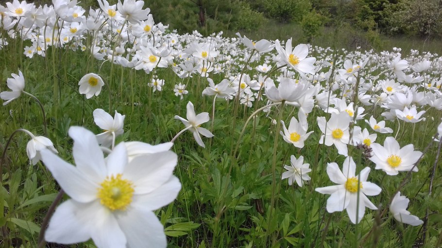 Ветреница Дубравная Ивановская область