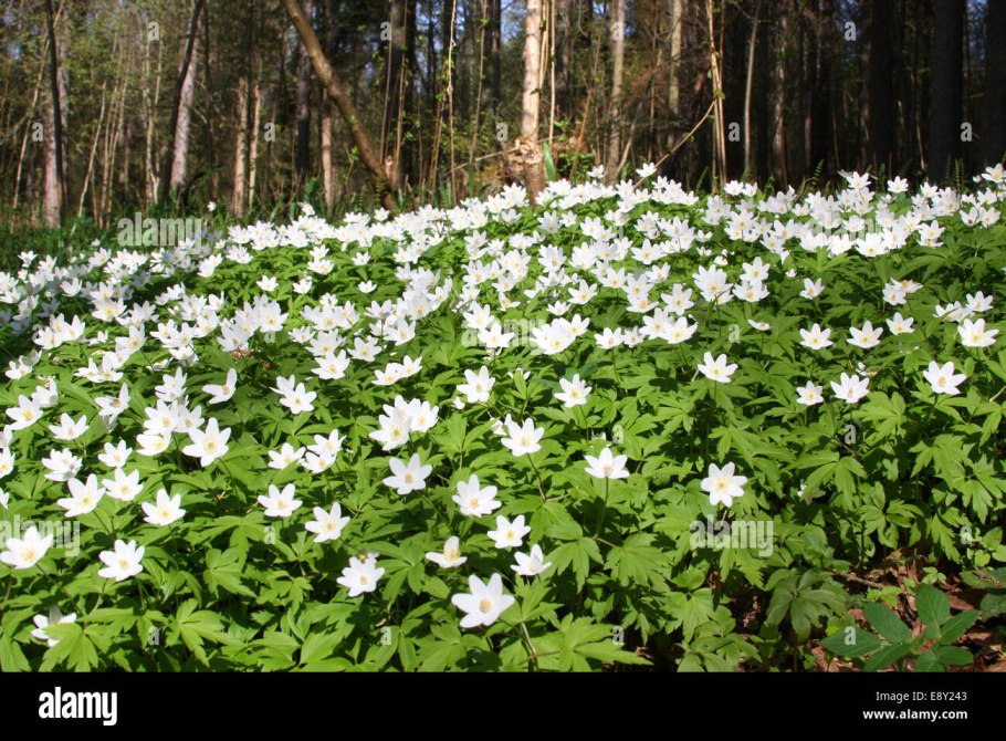 Ветреница Альпийская