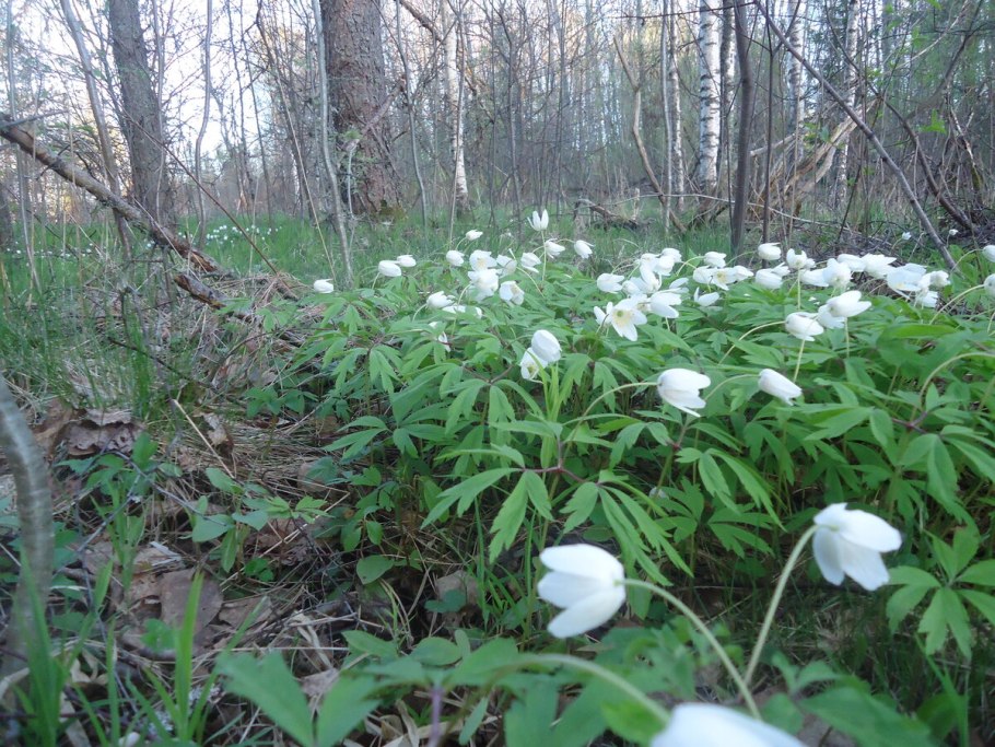 Ветреница лютичная атлас - определитель