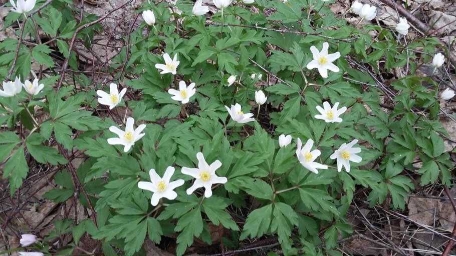 Ветреничка Уральская ветреница Уральская
