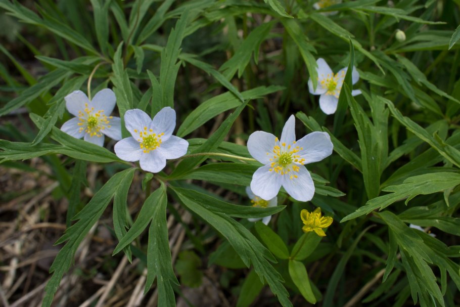 Анемона Дубравная