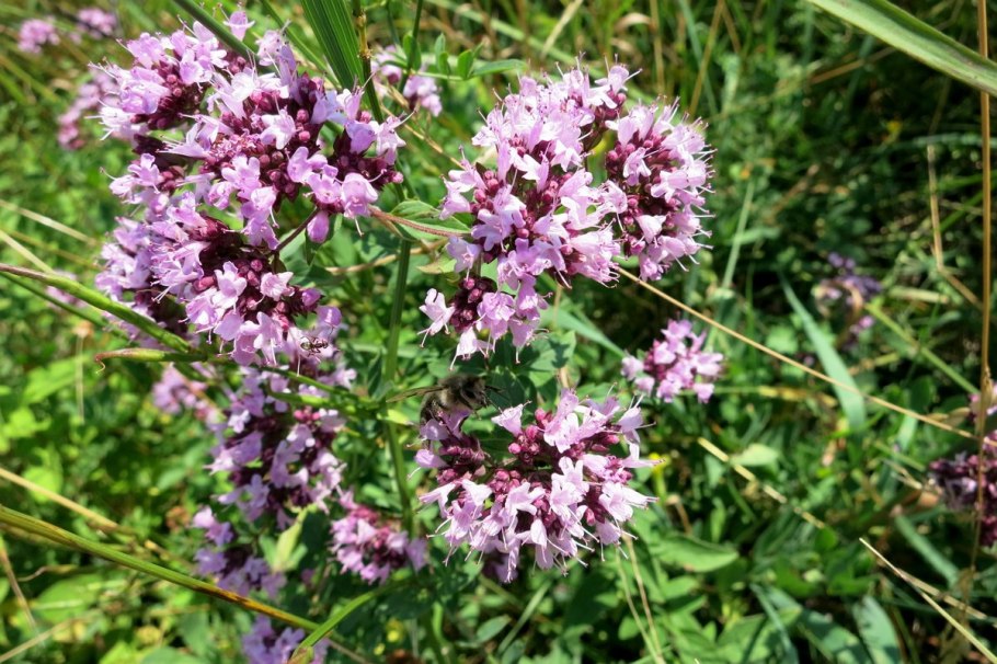 Комнатные травы Урала названия
