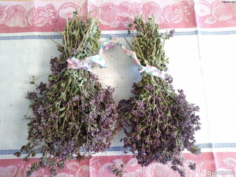 Лесные цветы Южного Урала