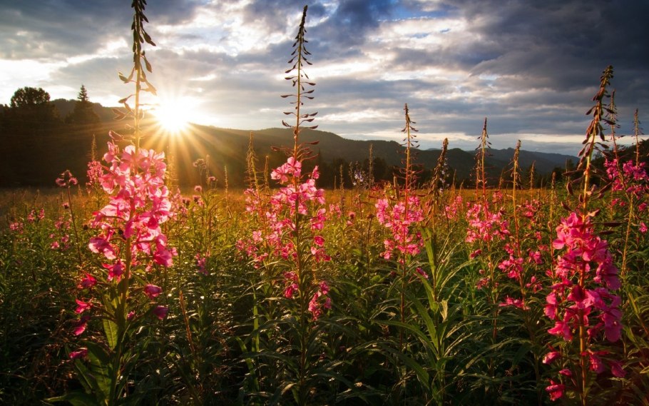 Кипрей Алтайский