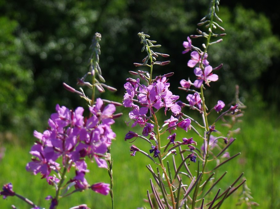 Кипрей узколистный