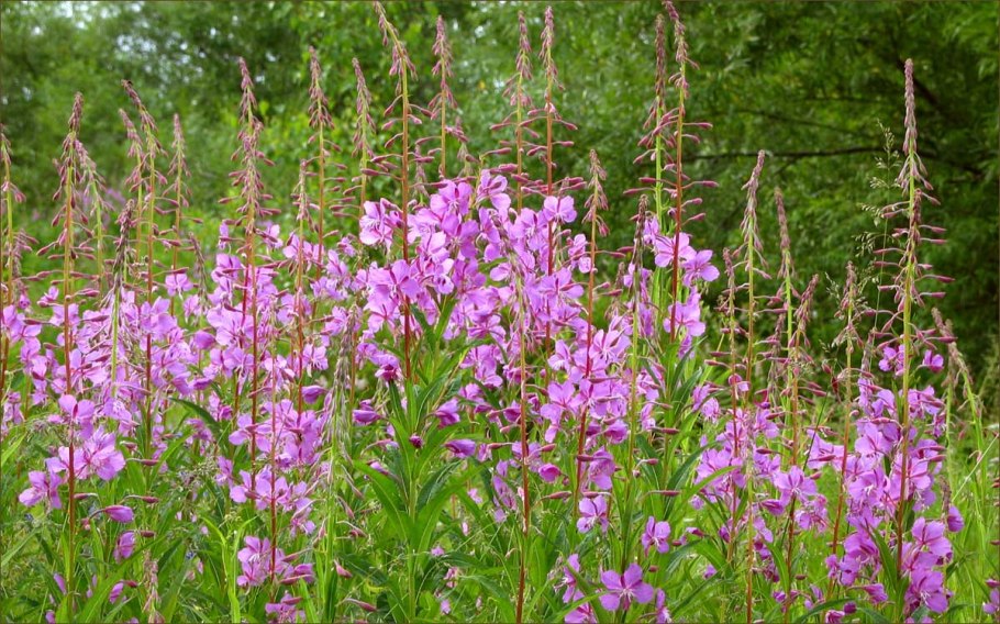 Горечавка Альпийская в Альпах