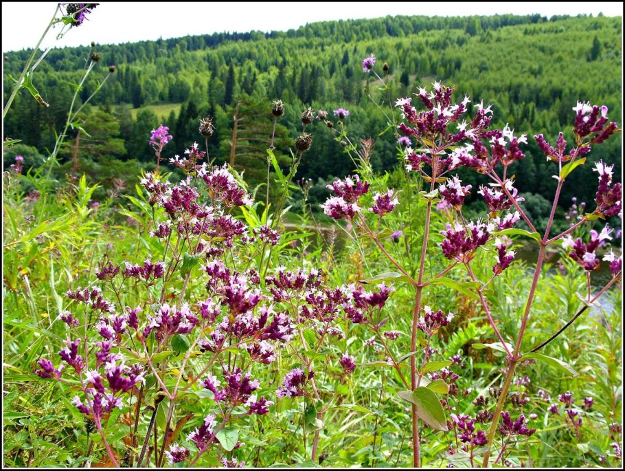 Иван чай Уральские горы Полярный Урал