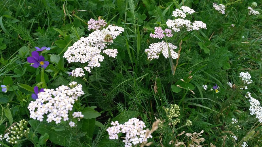 Таволга Полевая