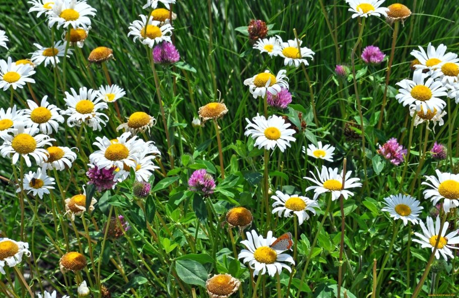 Мавританский газон Альпийский луг Аэлита