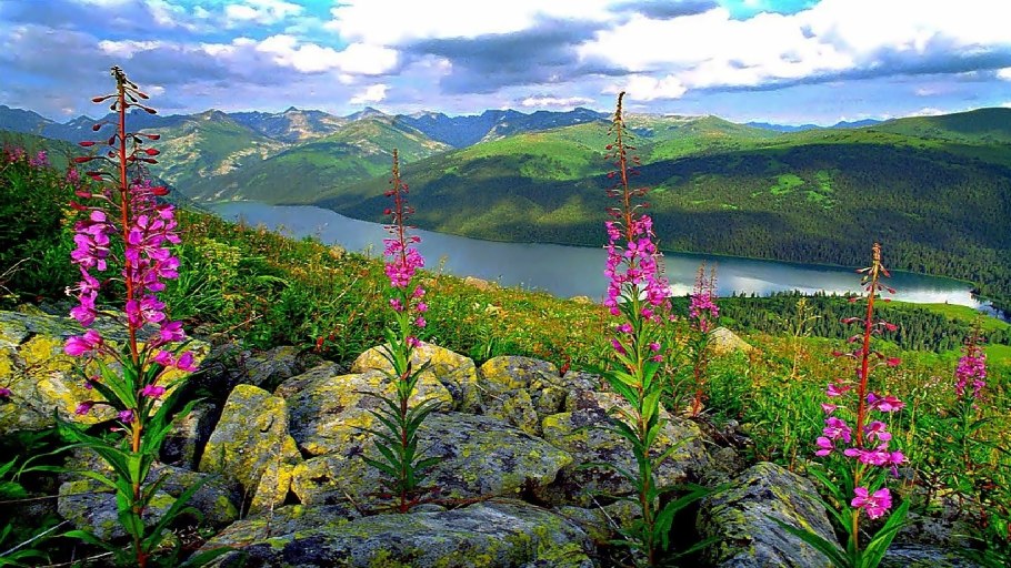 Душица лекарственное растение