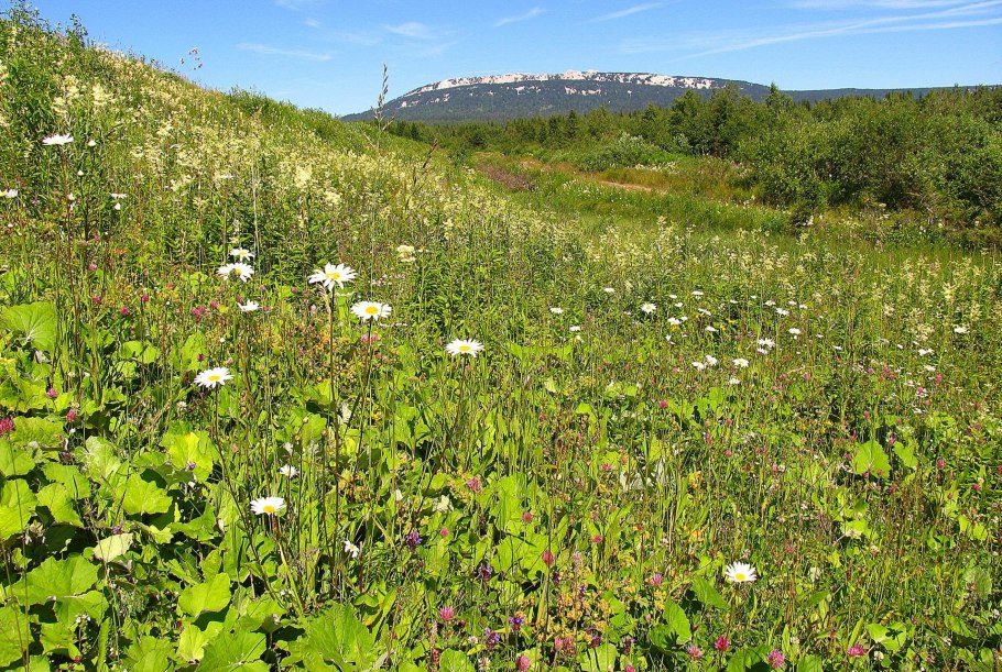 Иван-чай (кипрей)