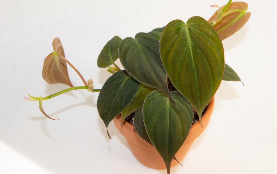 Филодендрон мандианум