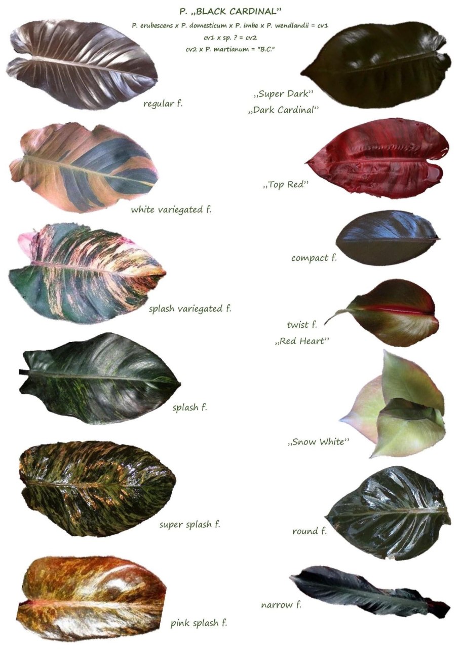 Филодендрон Micans