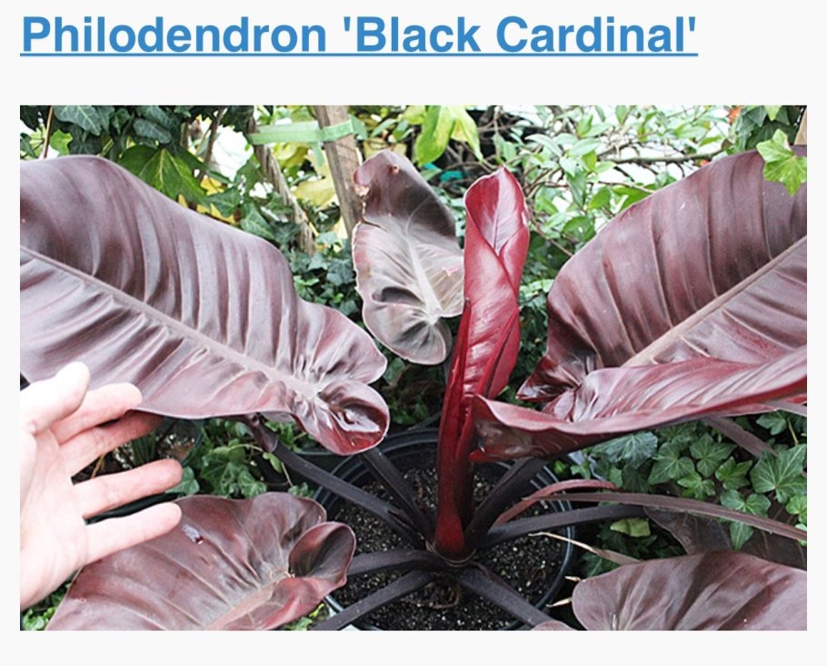 Филодендрон Black Knight