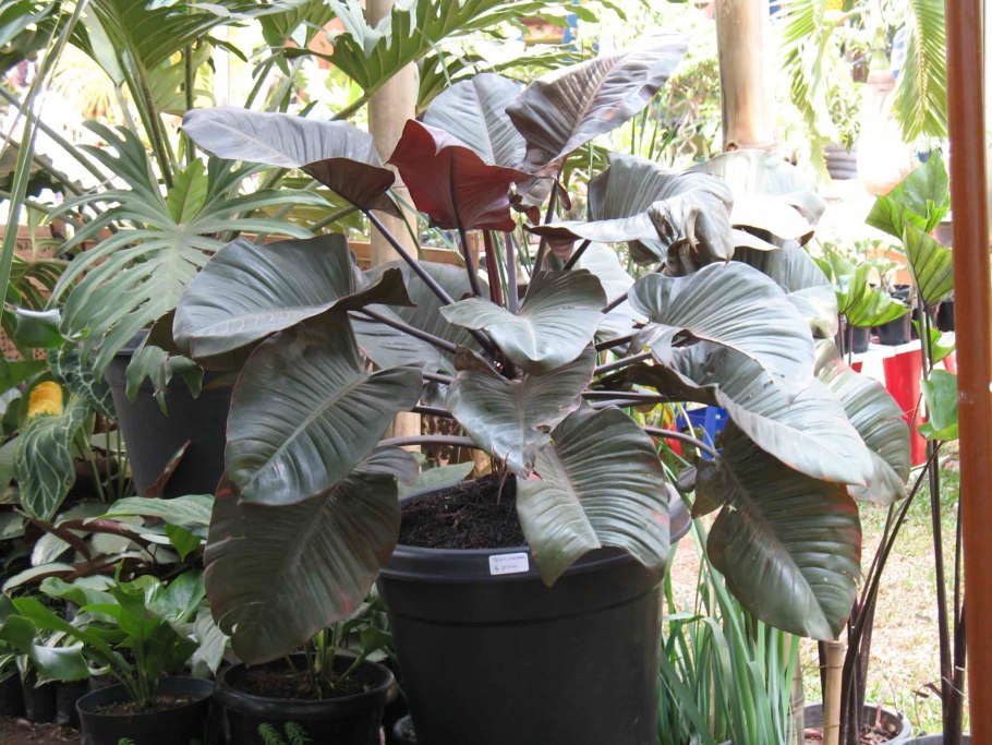 Филодендрон Блэк Кардинал