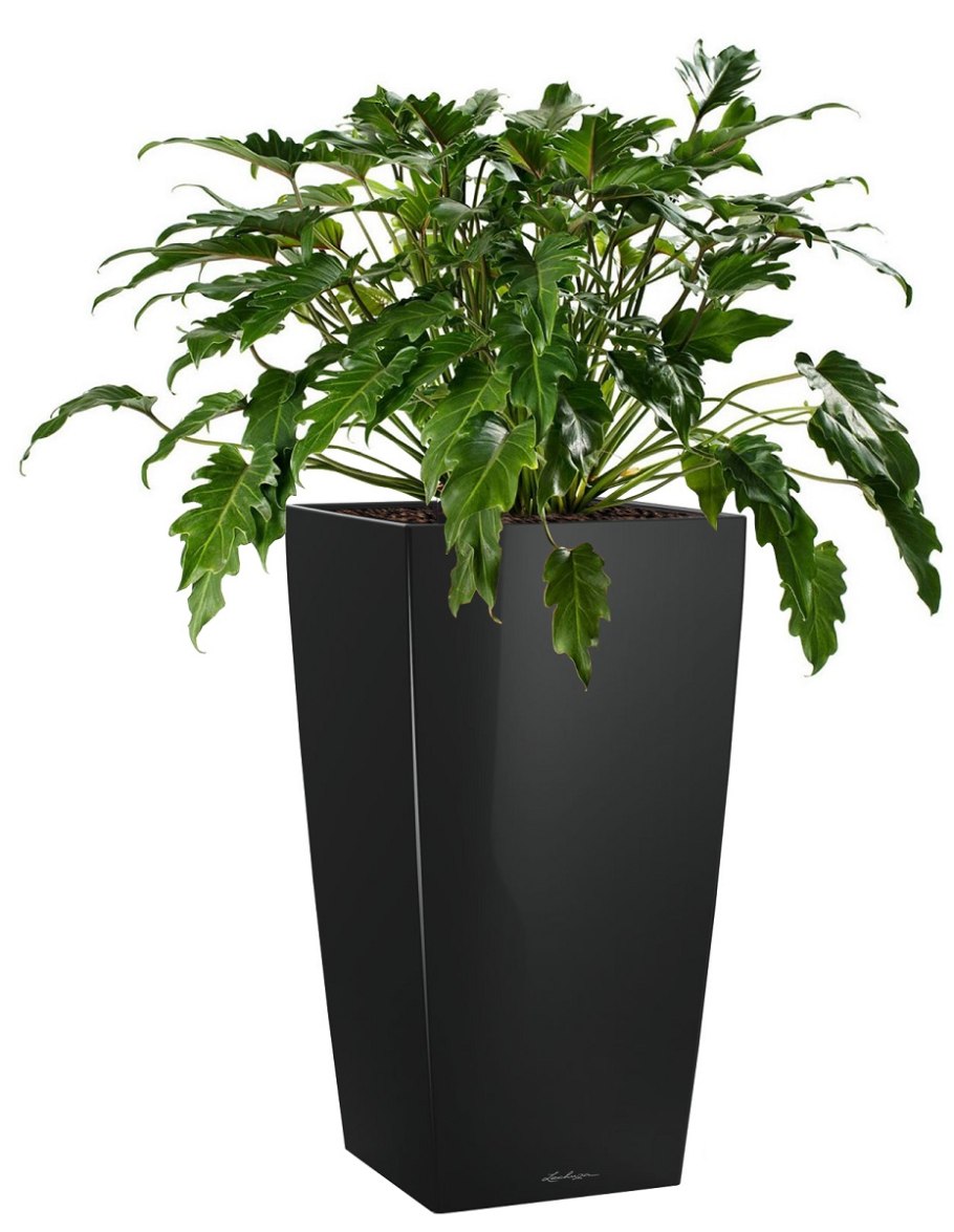 Филодендрон блек Кардинал