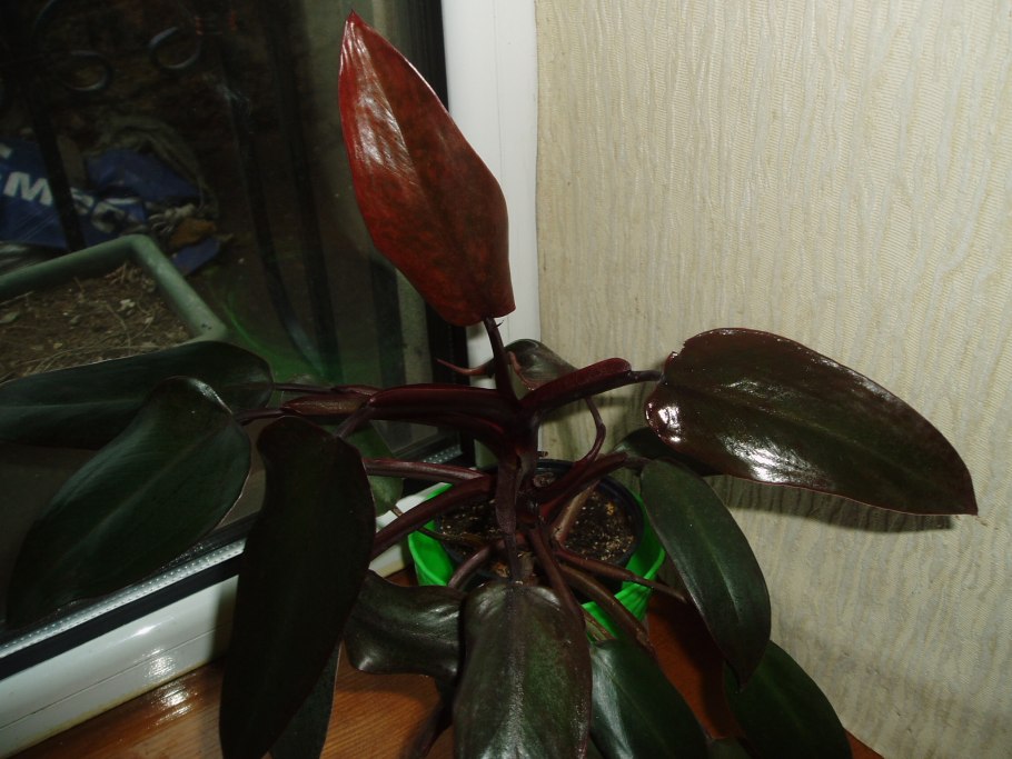 Филодендрон Black Cardinal Orange