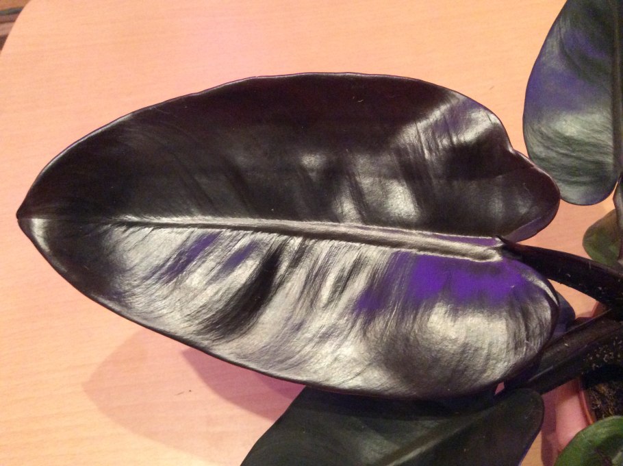 Филодендрон Whipple way