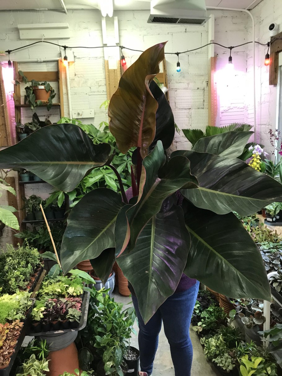 Филодендрон Эль Чоко Рэд