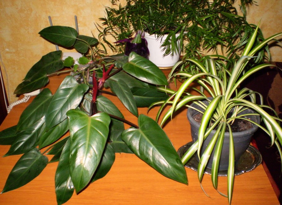 Филодендрон черный Кардинал