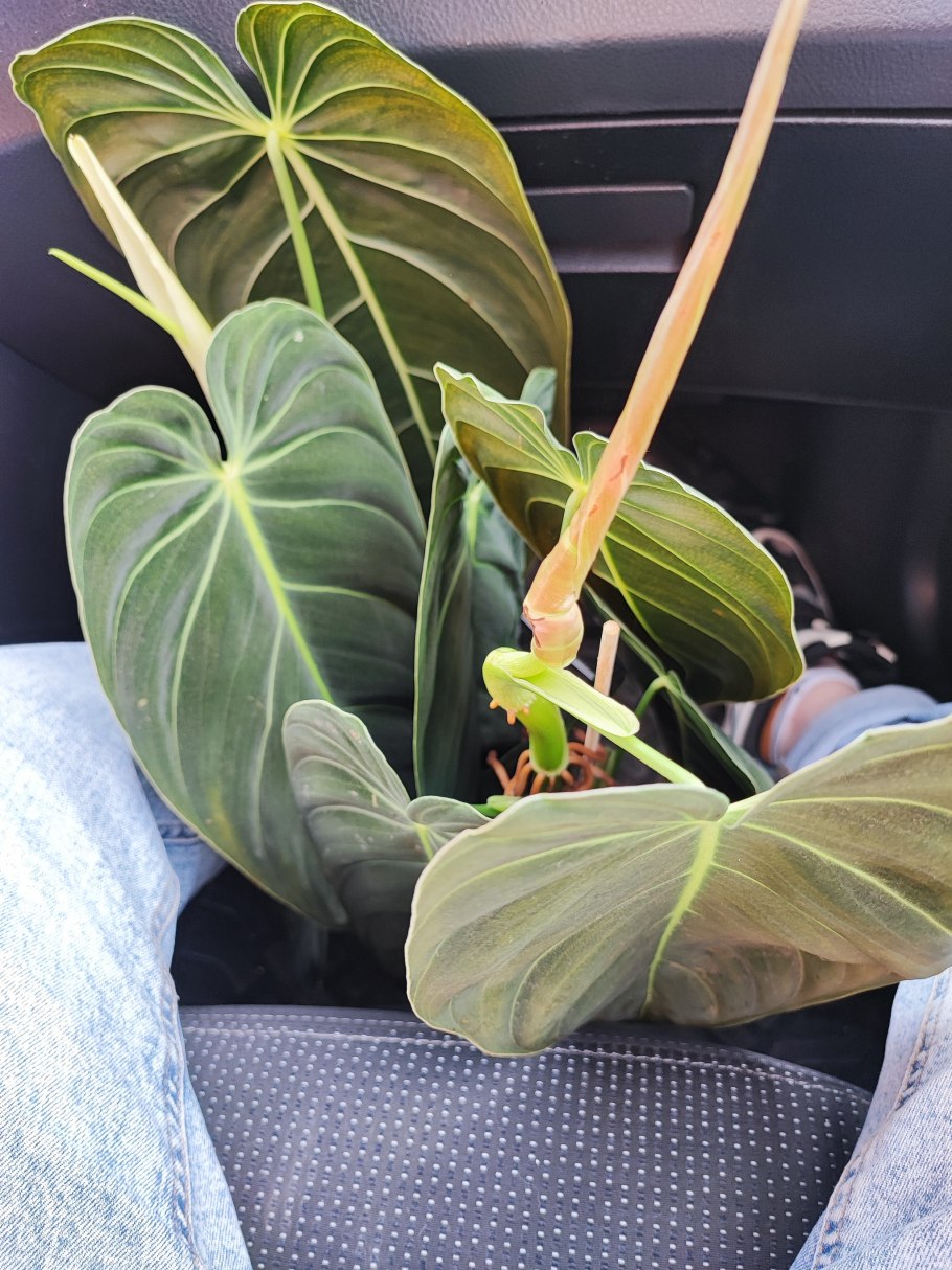 Филодендрон меланохризум