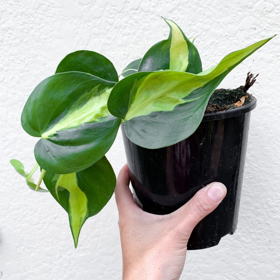 Филодендрон Виолин