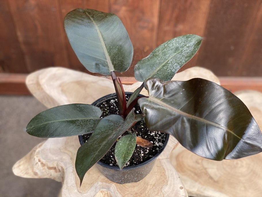 Филодендрон Изумрудная Королева