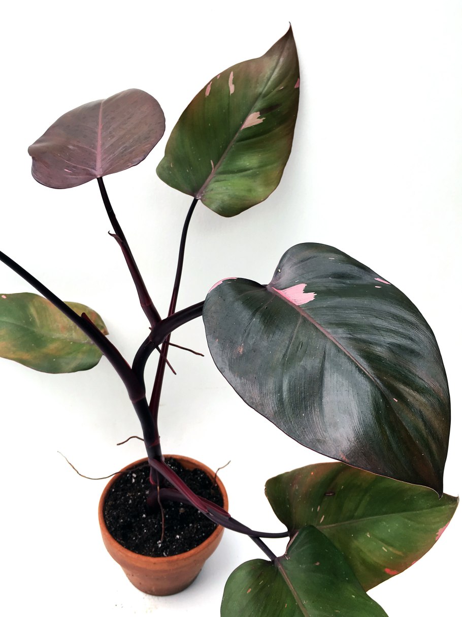 Филодендрон ред Харт